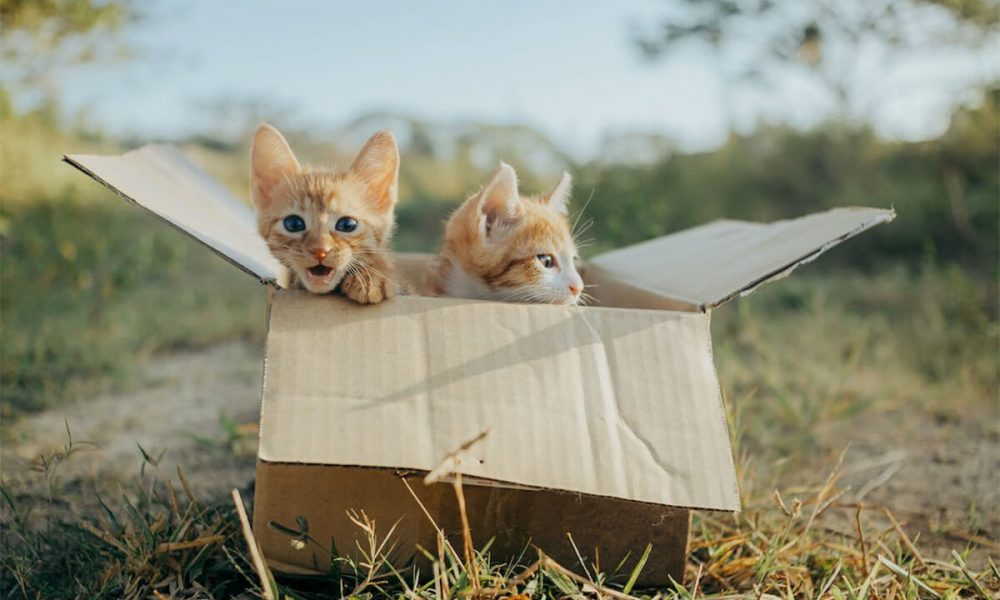 DIY Composting Cat Litters Easy on the Pocket and the